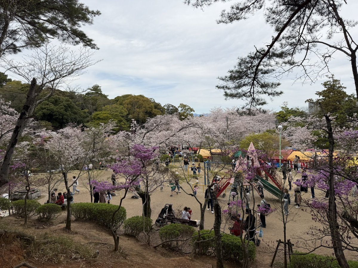 phyurse24's tweet photo. 津市の偕楽公園でお花見🌸 https://t.co/2sTqIcufuM