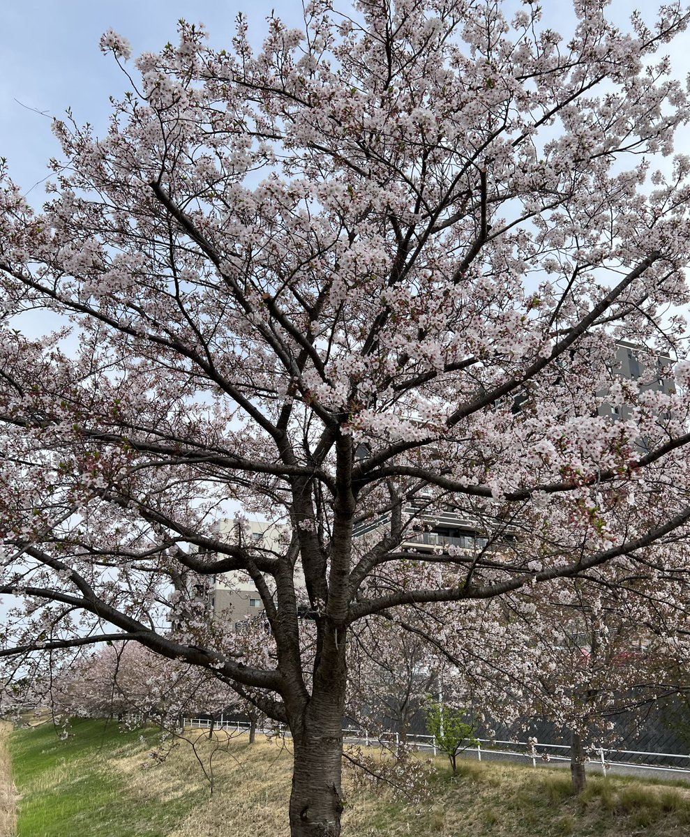 testooq's tweet photo. もう新芽も出てきたけどギリギリお花見ができてよかったなぁ🌸 https://t.co/orDAU1sUPc
