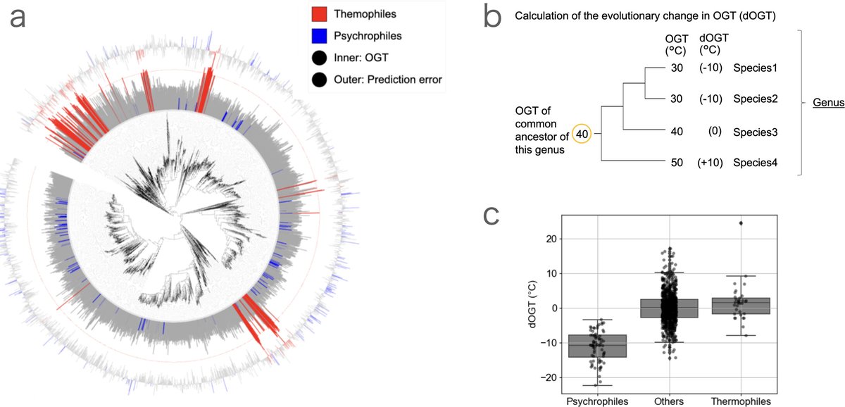 protasov_evgeni's tweet image. Genomic and evolutionary factors influencing the prediction accuracy of optimal growth temperature in prokaryotes
#microbiology #prokaryotes
@ASMicrobiology 
doi.org/10.1128/msyste…