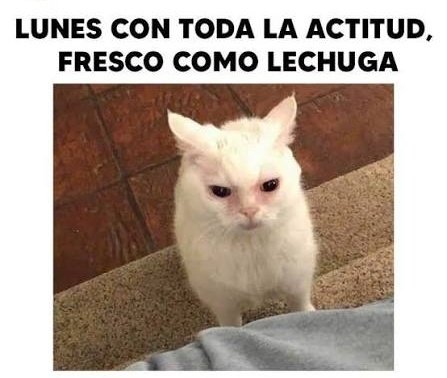 GamingOxygen's tweet image. ¡Buenos días #Oxygenos! 💙

Ánimo con el lunes 🥹