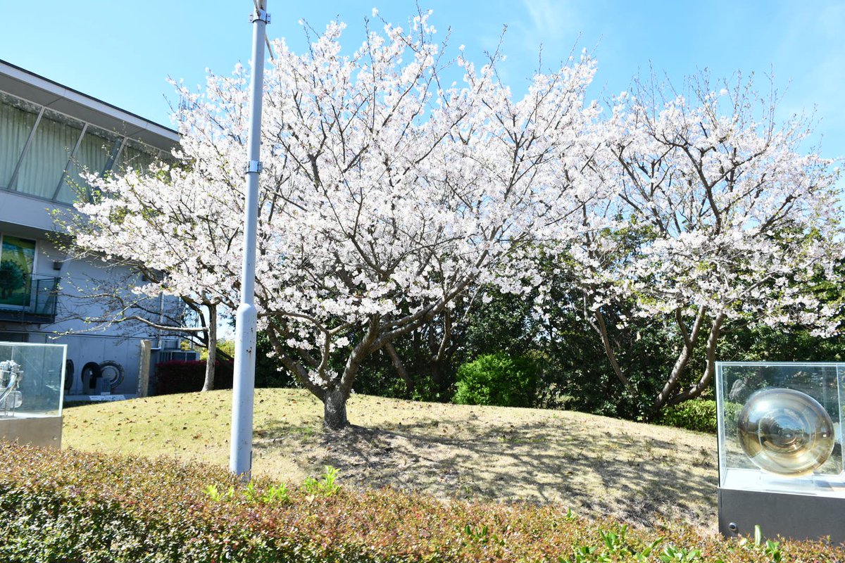 SSU_OFFICIAL's tweet image. 【🌸いよいよ明日、入学式！🌸】 明日は静岡グランシップにて令和8年度入学式を挙行します✨期待や緊張を胸に、新しい物語がいよいよここから始まりますね📖
教職員一同、お会いできるのを心待ちにしています！ お気をつけてお越しください😊 
#静岡産業大学 #SSU #入学式 #新入生