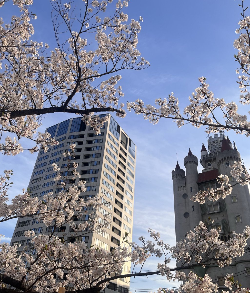 ミフィ@ｱｲｺﾝは本人 tweet media