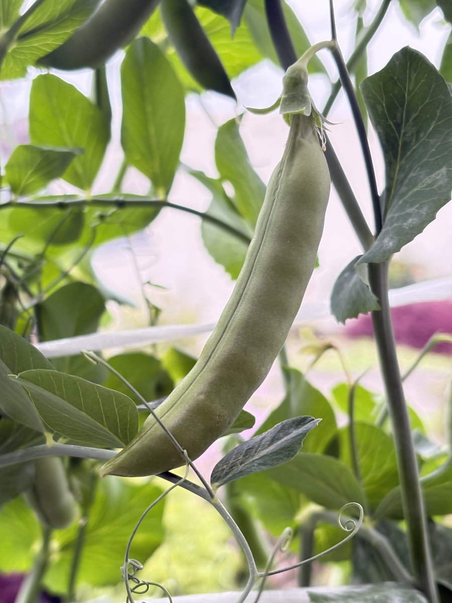 みどりん tweet media