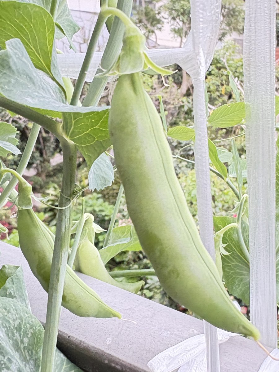 みどりん tweet media