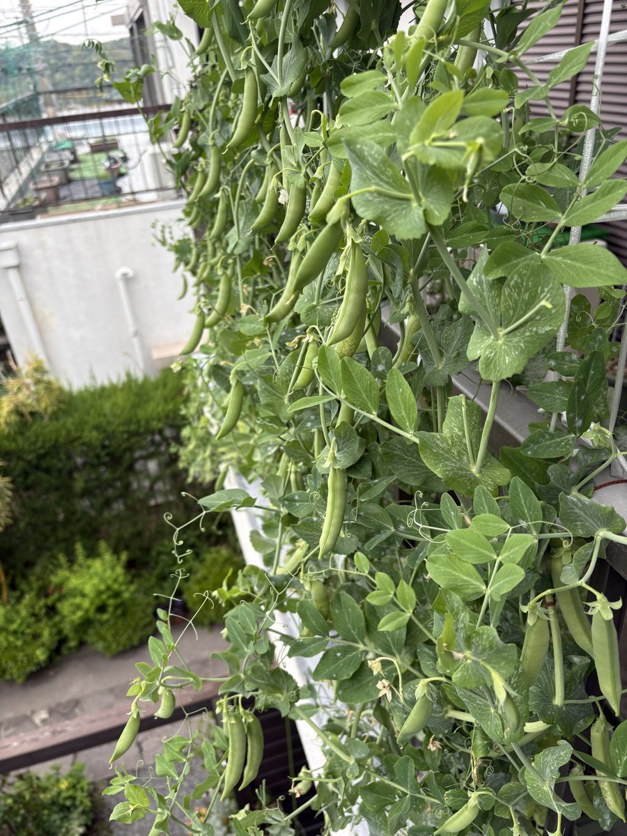 みどりん tweet media