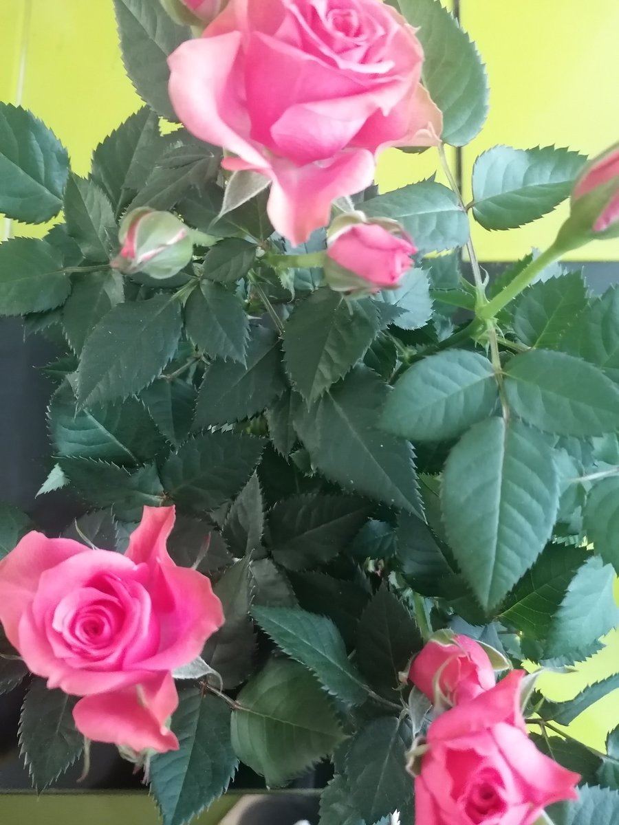 RMR Savage 🇵🇱🌱 Ⓥ tweet media