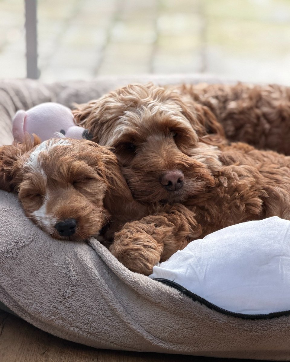 Hearing Dogs for Deaf People tweet media