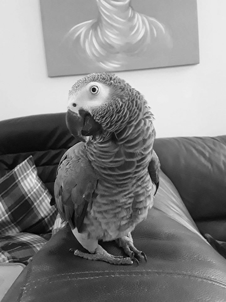 Northern Parrots tweet media