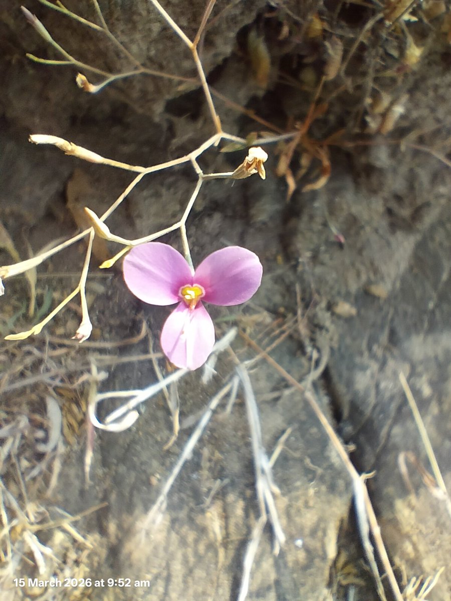 Umesh Shah tweet media