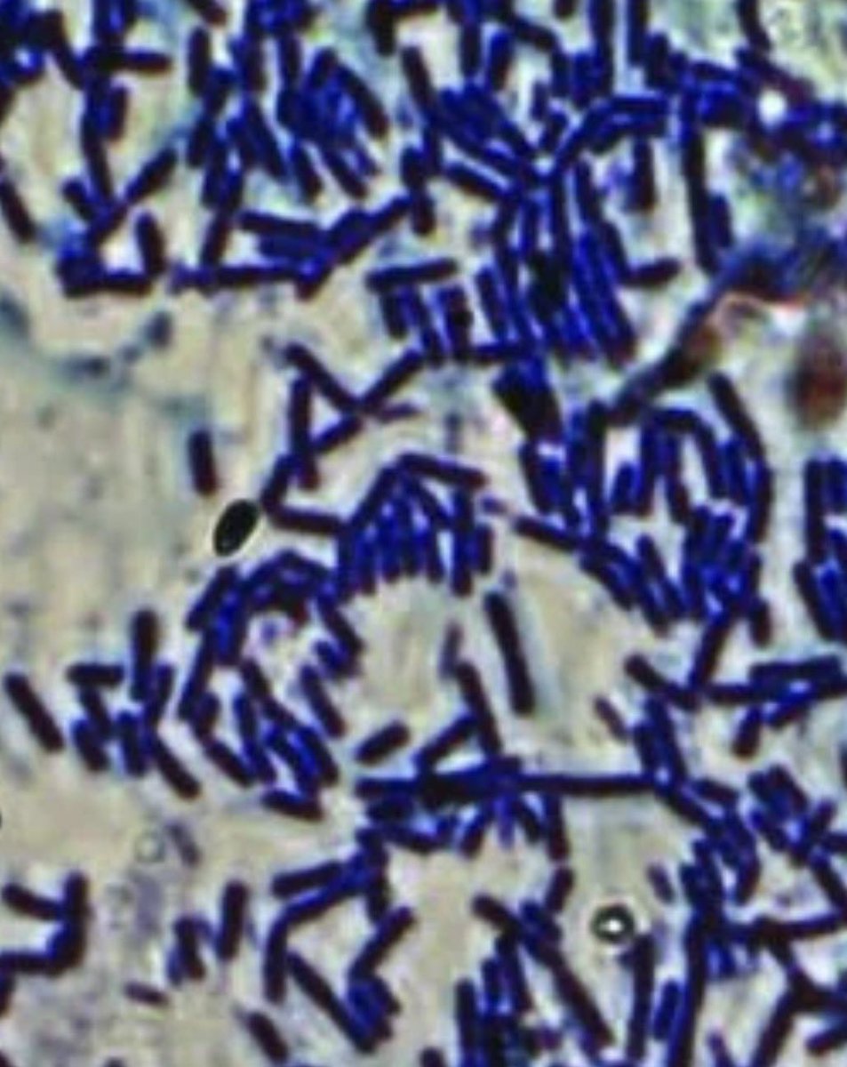 Nima. Monsefi tweet media