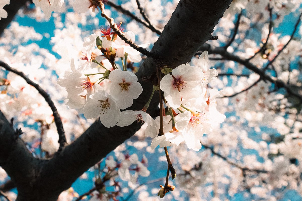 ぽてちー tweet media