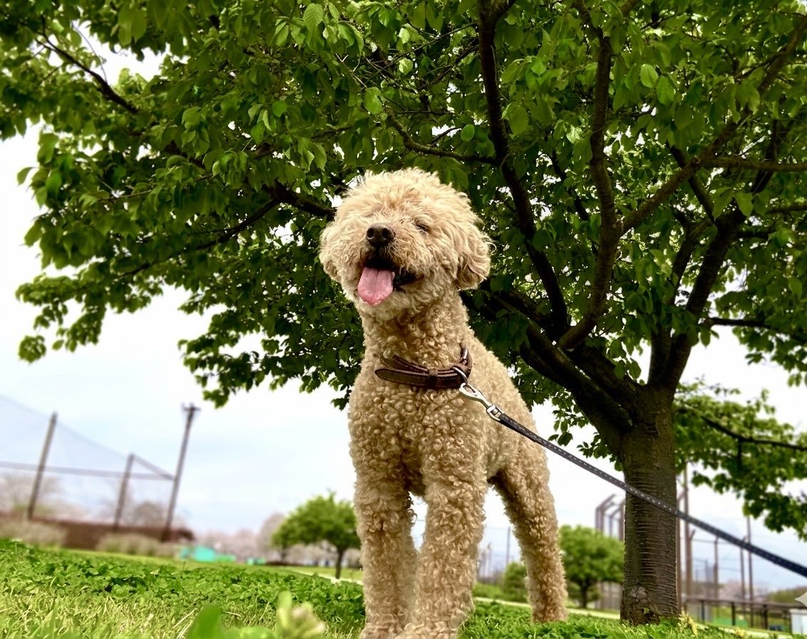 4/6  入学式

今日は新入生がたくさん🧑‍🎓
中学校の入学式なんだ！🏫
桜🌸もまだ咲いてるから良い記念写真が撮れそう😊

学生時代は北海道だから入学式＝桜🌸じゃなかったなぁ〜😅

それにしても、春ってなんでこんなに眠いの？😴

#トイプードル #老犬
河津桜はすでに緑一色🍃
