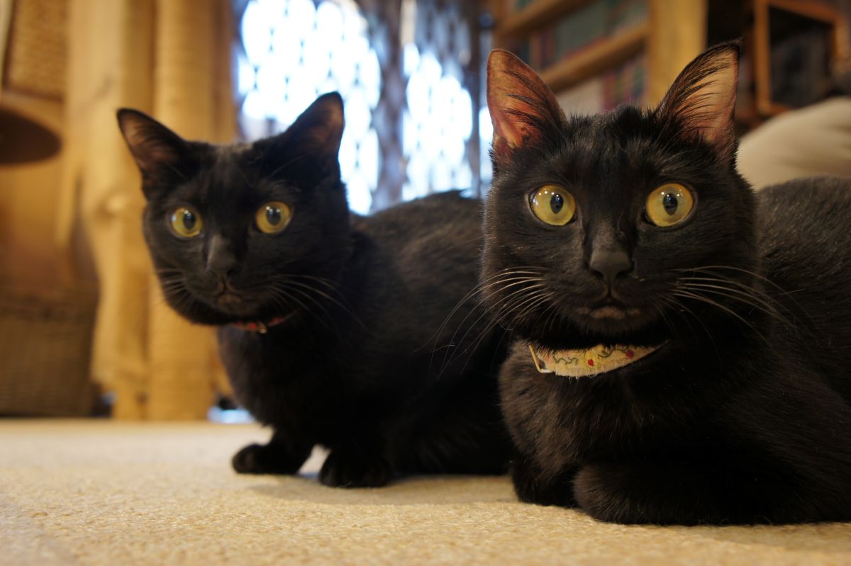 あんこ姉妹
つぶ ＆ おぐら
略して　つぶぐら

まもなく生後1年（誕生日は4/12）ですが、とっても小柄な仲よし姉妹です🐈‍⬛🐈‍⬛