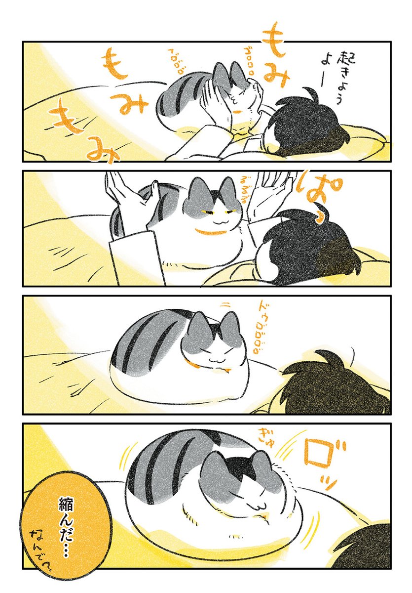 5/7
起きない猫 