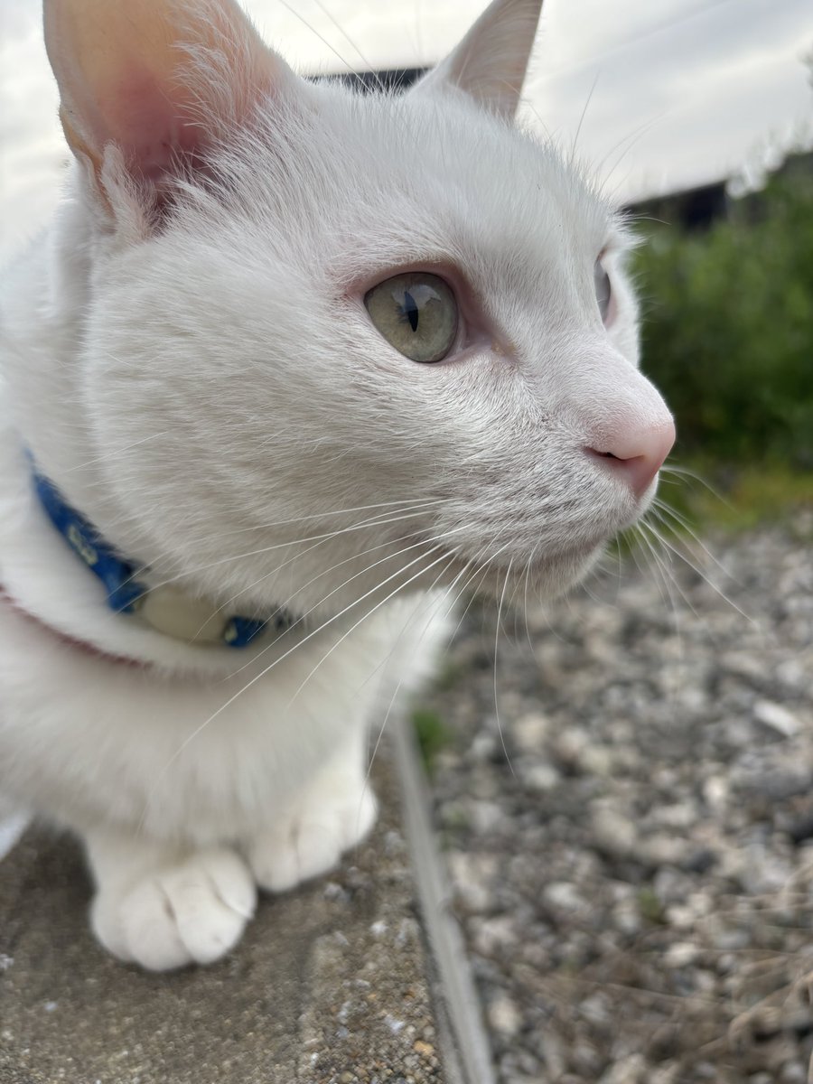 たたみ@猫、介護愚痴垢 tweet media