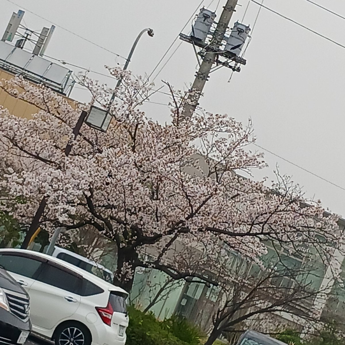 shinobusato2019's tweet image. 4月4日
アスカル幸手。
レッグプレスは32キロ。
今日は土曜日ですが
ガラガラでした＼(^-^)／
ラッキー😃💕
#幸手市 　#satte