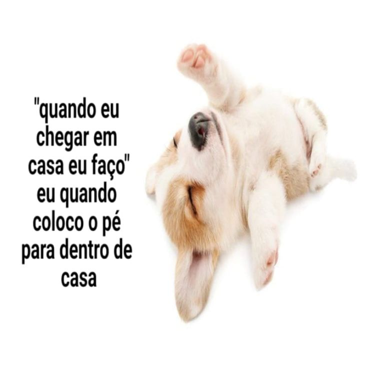 perfil dedicado a gatinhos e peitos tweet media