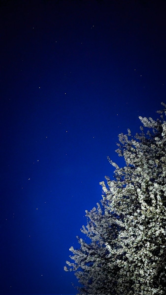 asterisque79's tweet photo. Big Dipper with some flowers yesterday night ✨💮
#bigdipper #stars #nightsky #photography https://t.co/xpR7BkbPx2