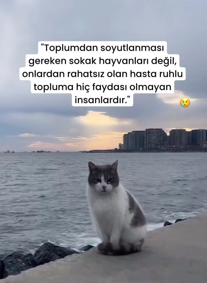 Zülal Kutluer tweet media