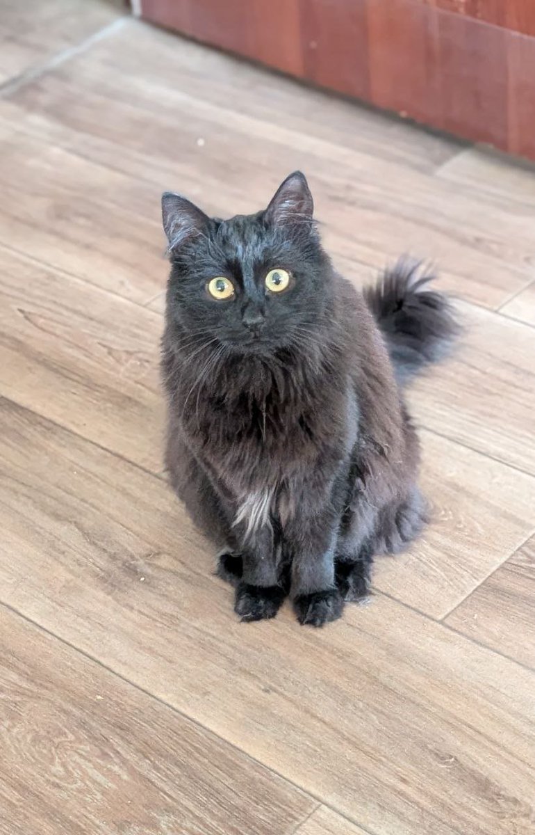 Половинка луны, меховые сыны tweet media