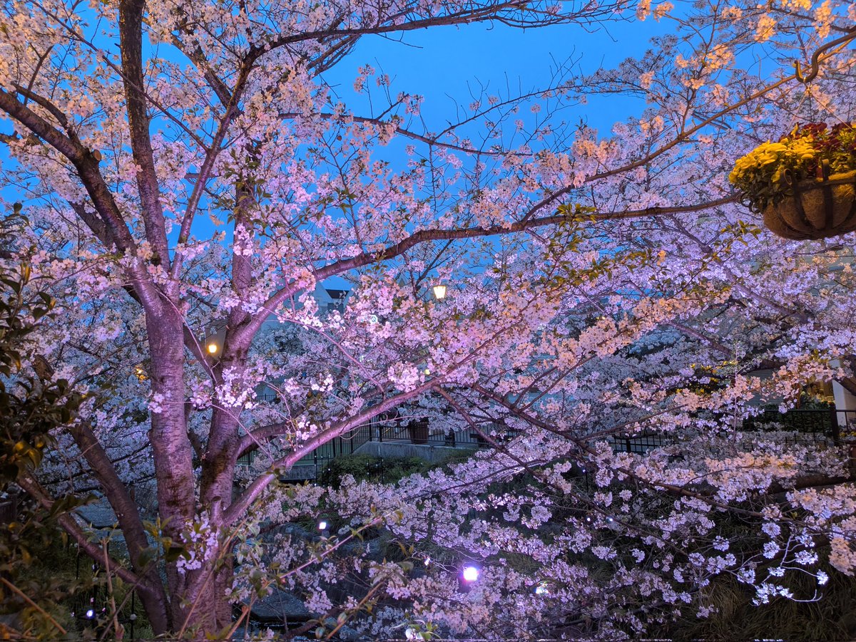 雑談好きのヒイロ🎗\(´ω`)/🎶UBI賛成! tweet media