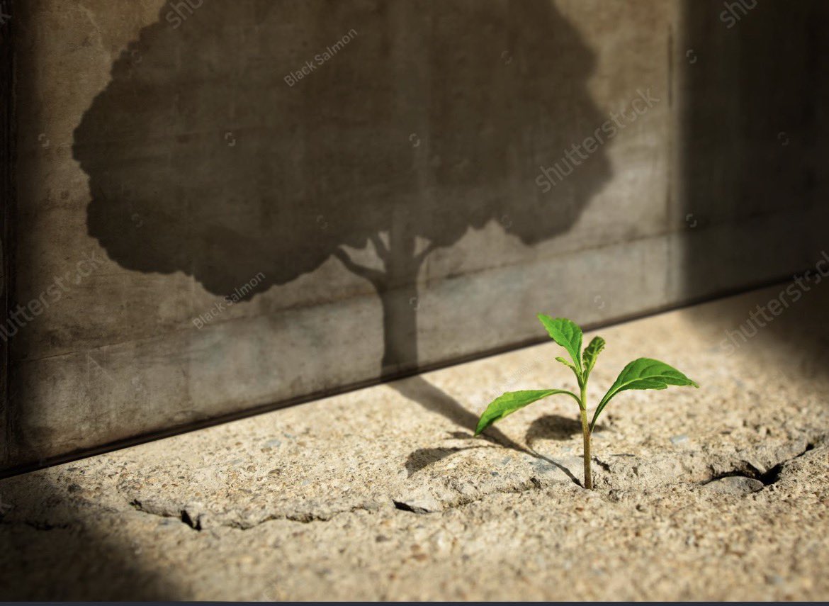 Root & Sky tweet media