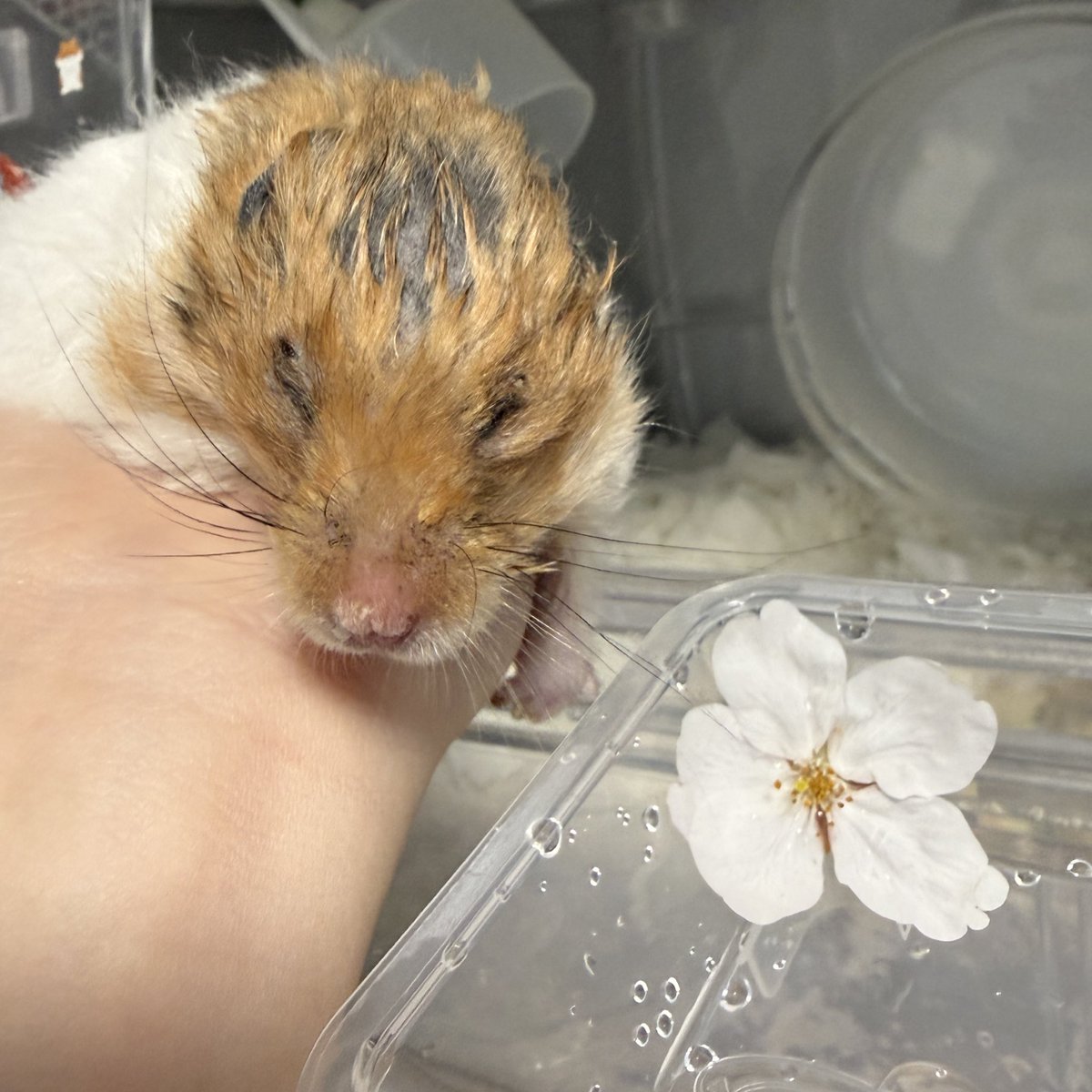 ちょうど🌸が花ごと落ちてきたから、さんち🪸🐹にもお花見のお裾分けしたよ

春の匂い感じれたかな、ねえ、さんち