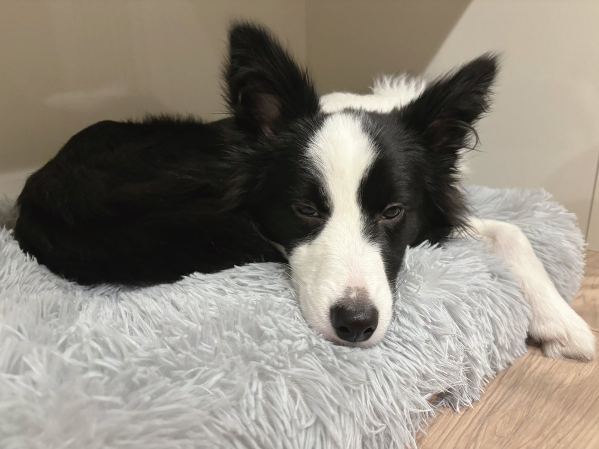 ボーダーコリーのヴィヴィ tweet media