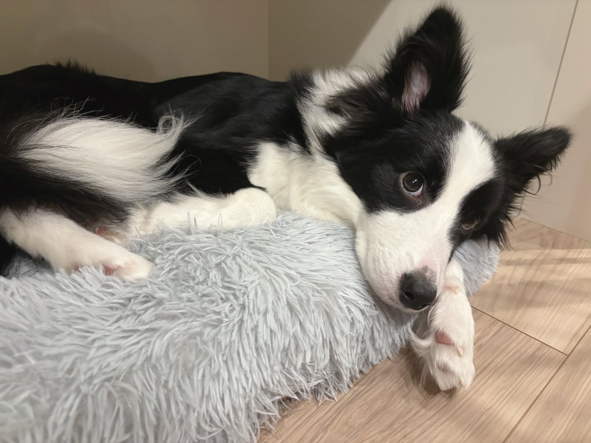 ボーダーコリーのヴィヴィ tweet media