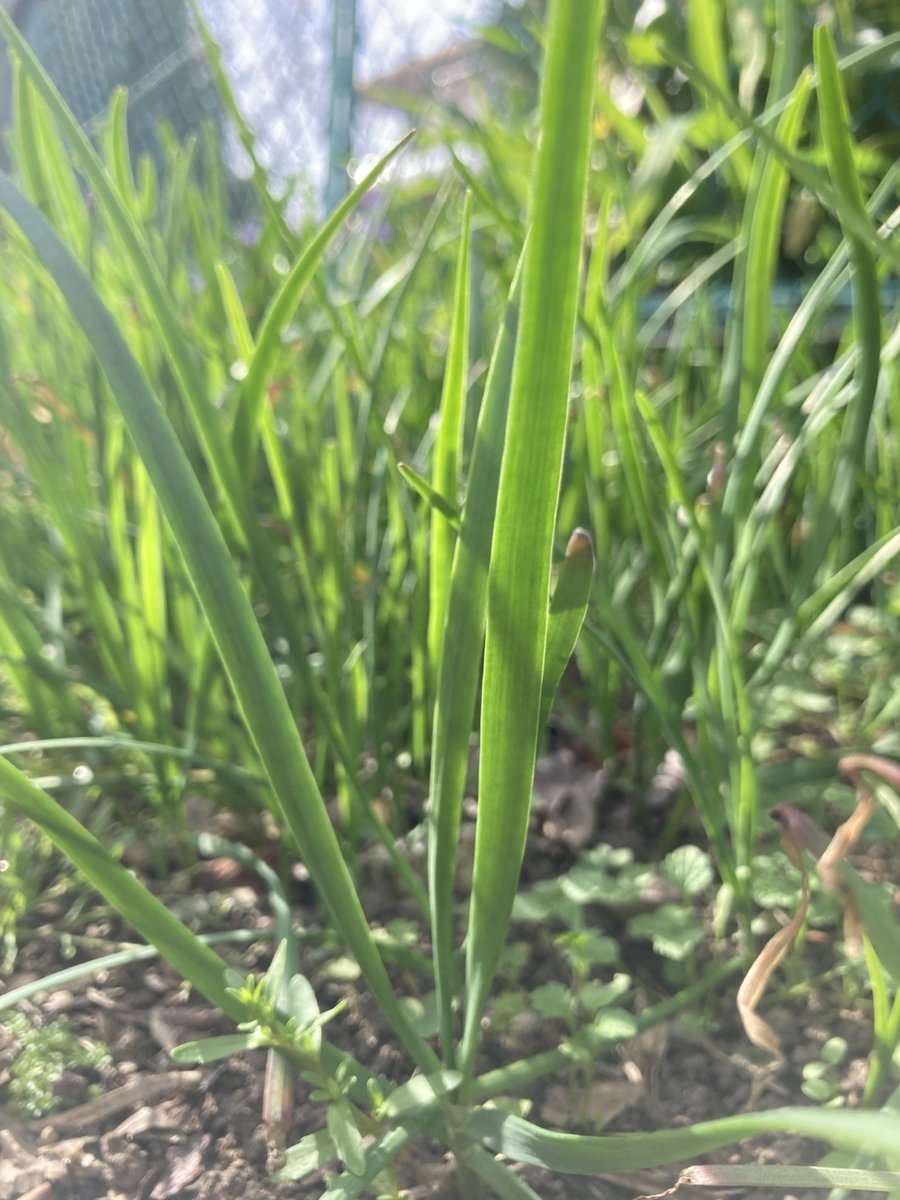 nnI9m9lZWO92038's tweet image. 畑のめぐみご飯🍚
にらでチャプチェを作りました

にらも毎年、同じ株から生えてきてくれる
頼もしい先輩です。

（にら、ねぎ、わけぎ
写真にすると、ほぼ同じ😂）

今日も一日、お疲れさまでした🌿