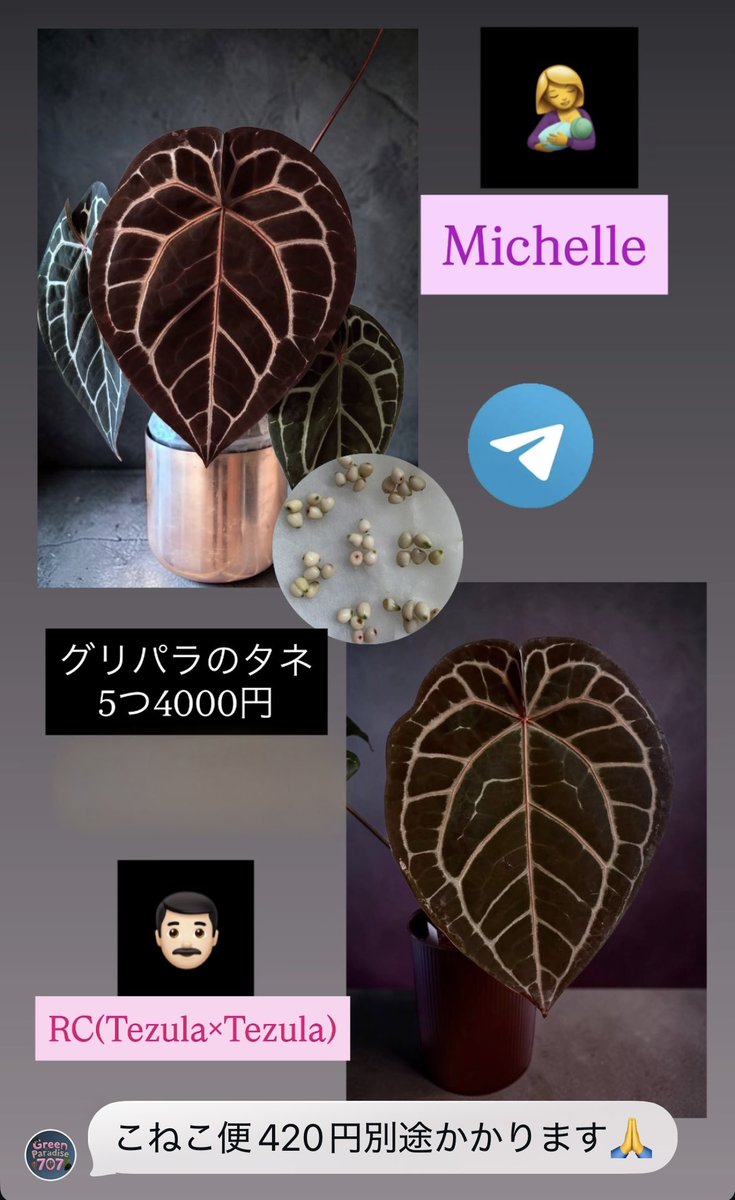 グリパラ707のNana tweet media