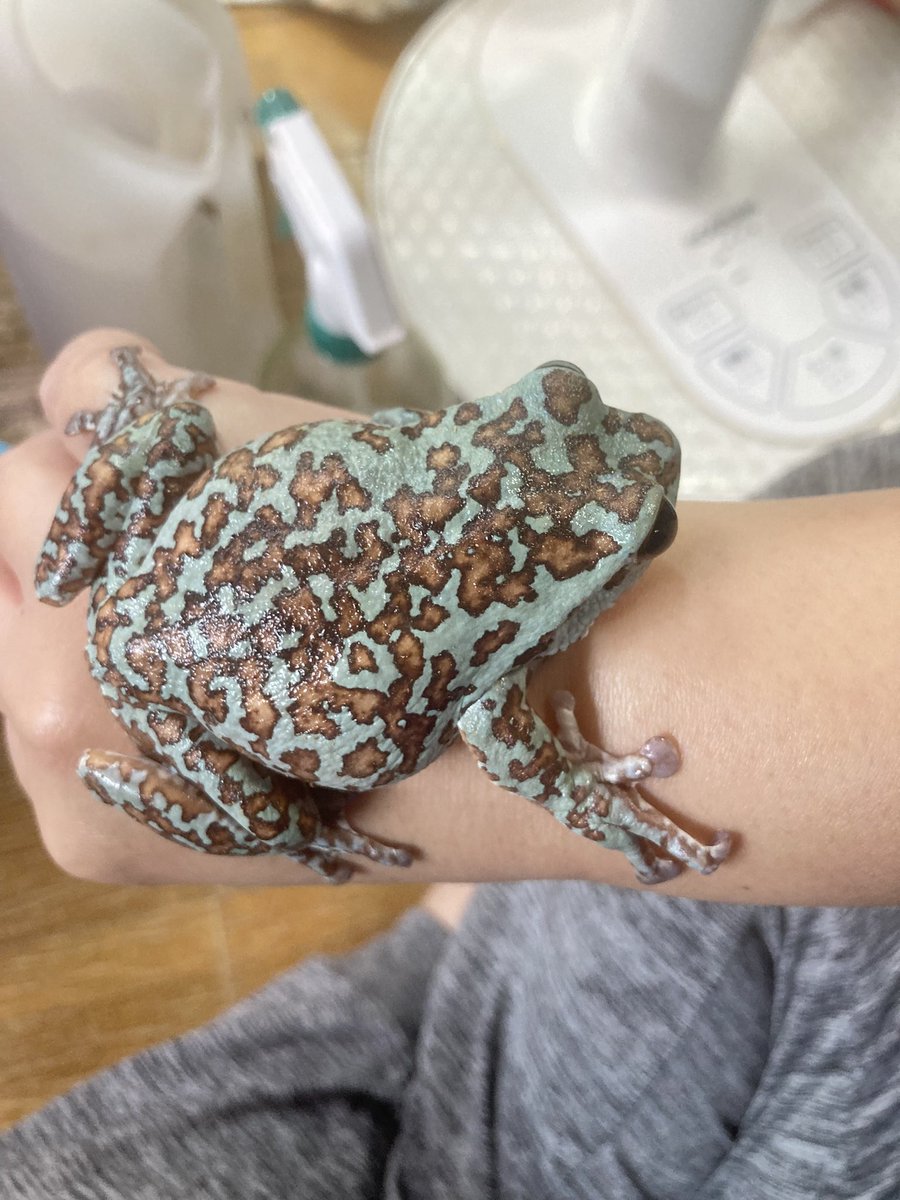 ちゃちゃん＊カエル生活 tweet media