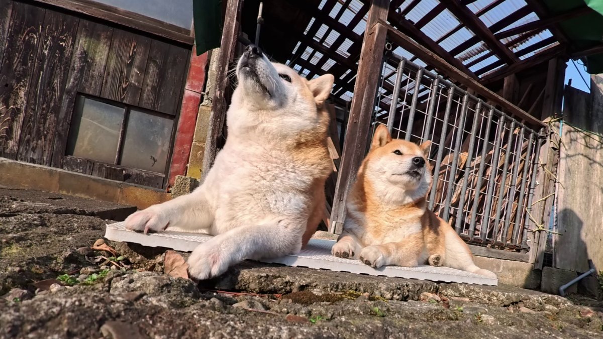 GMJpaCSCbuIDYDw's tweet image. 2026年4月20日(月) 
バスマット 水入らずな 漂流生活🏝️
#dog #shiba #犬 #柴犬 #丸柴 #犬のいる生活 #柴犬がいる暮らし
くわしくはコチラから
youtu.be/-YjUNeM9Guw
@YouTube