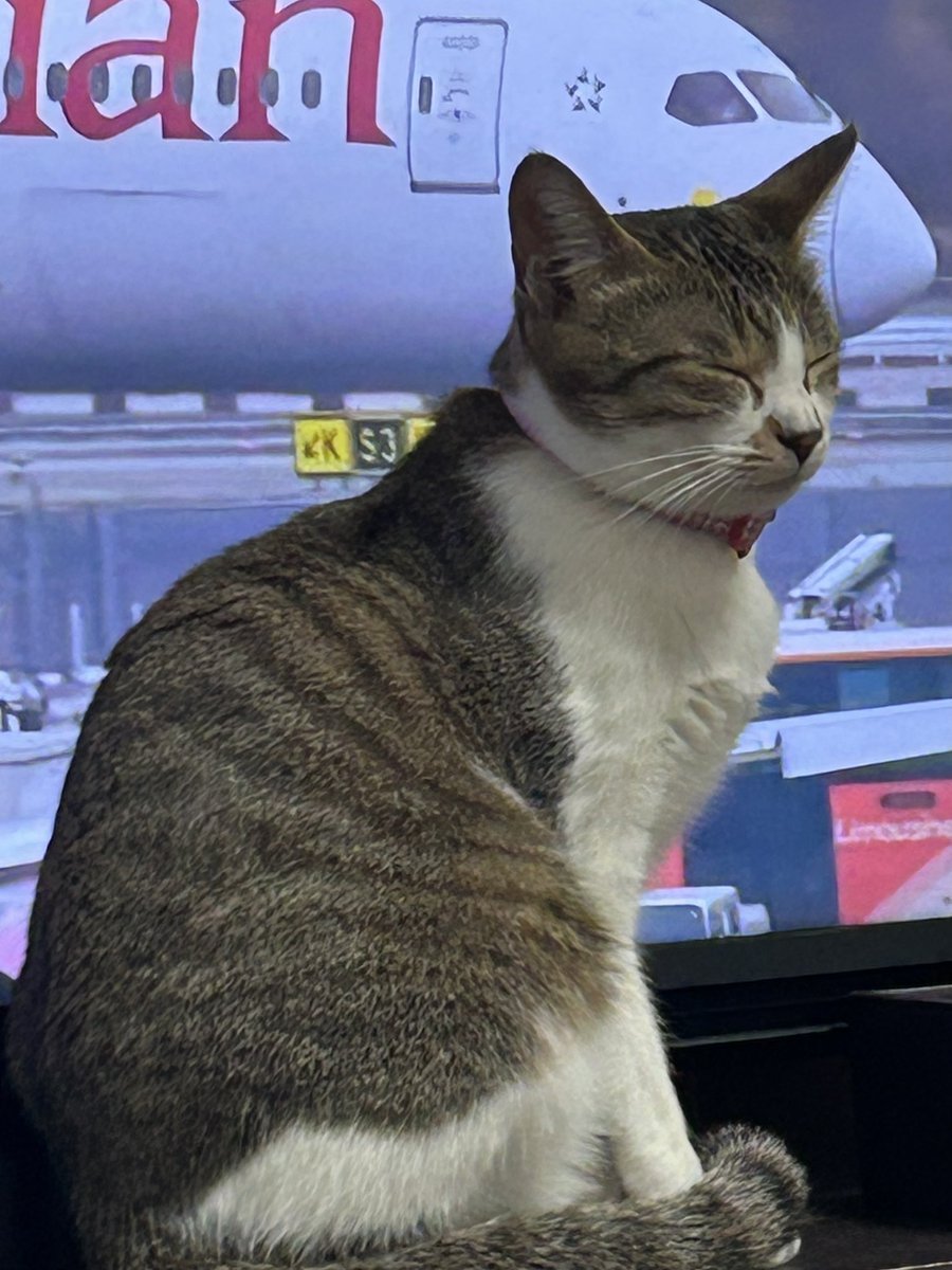 うちのにゃーたん🐈の母猫らしき猫が近所にいたんだけど😳❕柄もそっくり🤭💗

#猫のいる暮らし 
 #ねこ