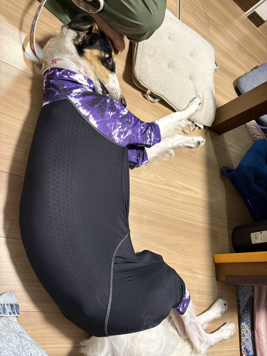 シュカタンポイフル tweet media