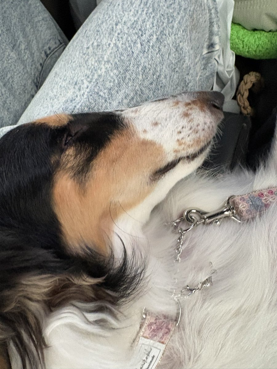 シュカタンポイフル tweet media