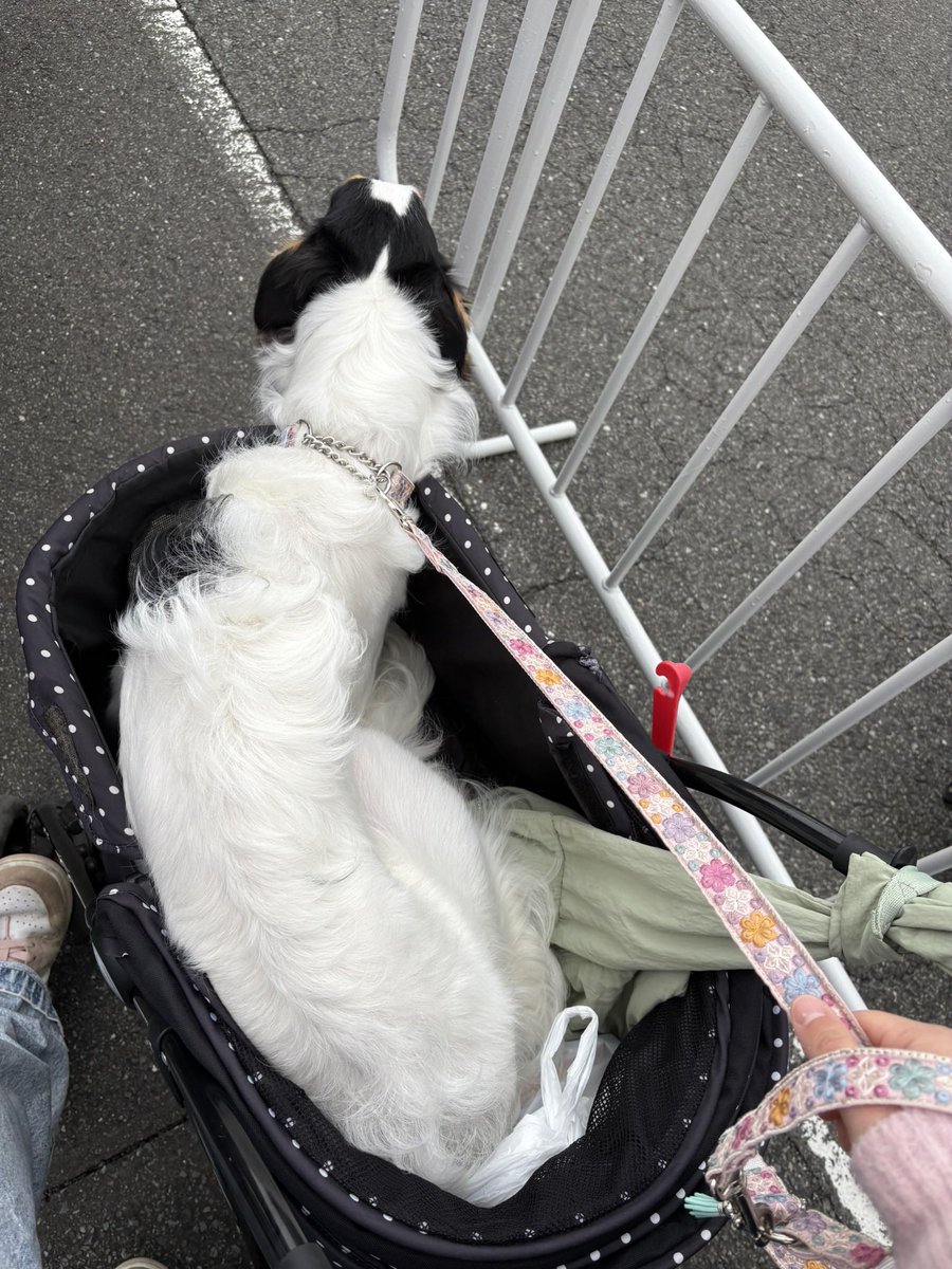 シュカタンポイフル tweet media