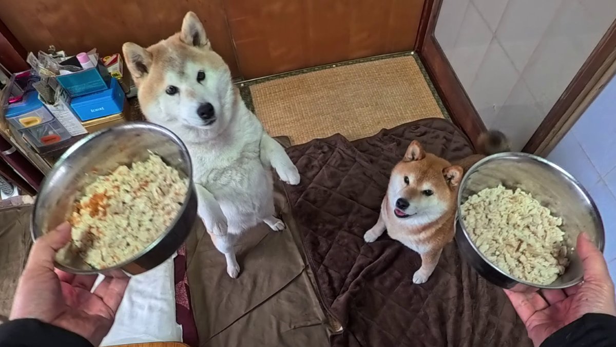 GMJpaCSCbuIDYDw's tweet image. 晩ごはんの登場に沸き立つフロア
#dog #shiba #犬 #柴犬 #丸柴 #犬のいる生活 #柴犬がいる暮らし
くわしくはコチラから
youtu.be/JVGfPn3zx9E
@YouTube