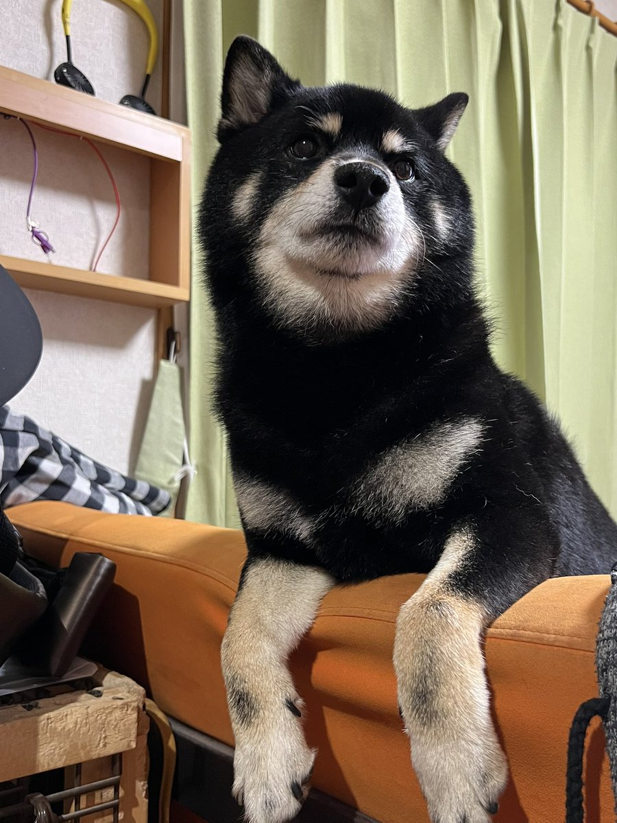 金欠の砂肝🐕 tweet media