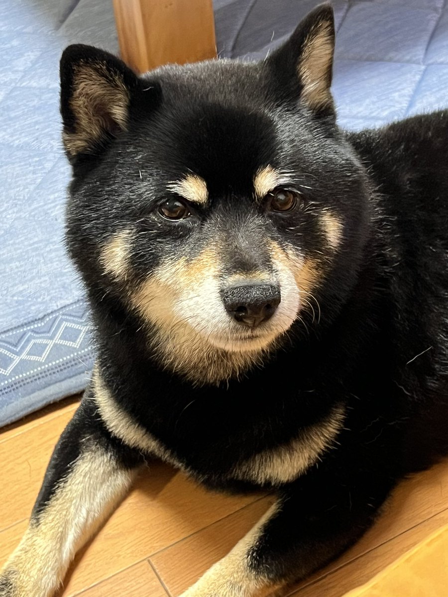 金欠の砂肝🐕 tweet media