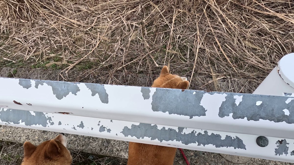 GMJpaCSCbuIDYDw's tweet image. たまに内を巡っている狼の血筋を思い出して
見えないナニかに警戒し始めるモモさんたち
#dog #shiba #犬 #柴犬 #丸柴 #犬のいる生活 #柴犬がいる暮らし
くわしくはコチラから
youtu.be/IMphLO2Zskk
@YouTube