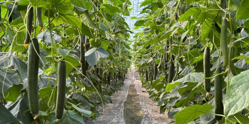 REVISTAFYH's tweet image. @SemillasFito  confía en su #póker de materiales en #pepino

#Nairobi, #Mitre, #Normando y #Caudal integran resistencias clave, genética #SmartQ y un comportamiento agronómico estable.

fyh.es/semillas-fito-…

🥒🥒🥒🥒🥒🥒🥒🥒🥒🥒