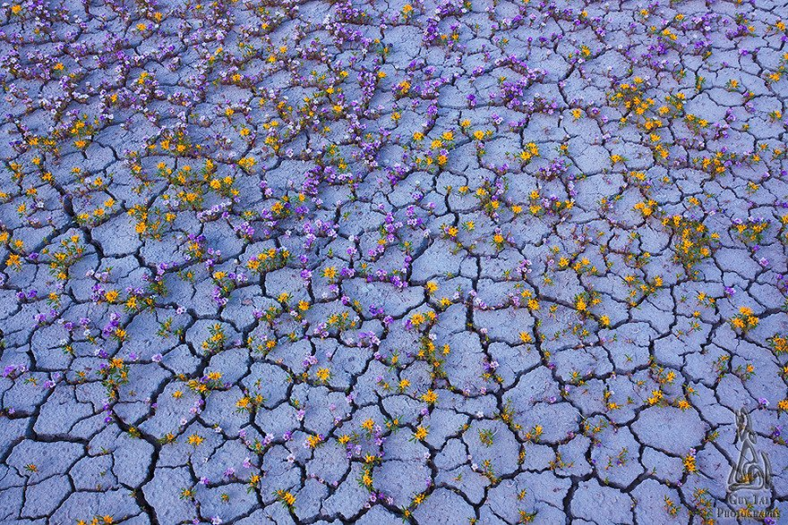 Bubi' Sanat tweet media