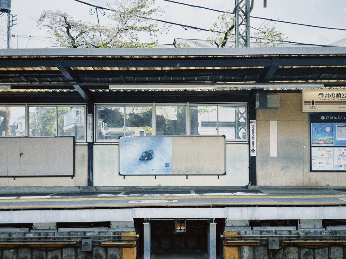 文藝天国 / Blooming Bungei tweet media