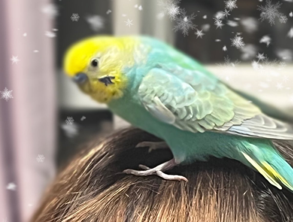 ☩とりかご☩ tweet media