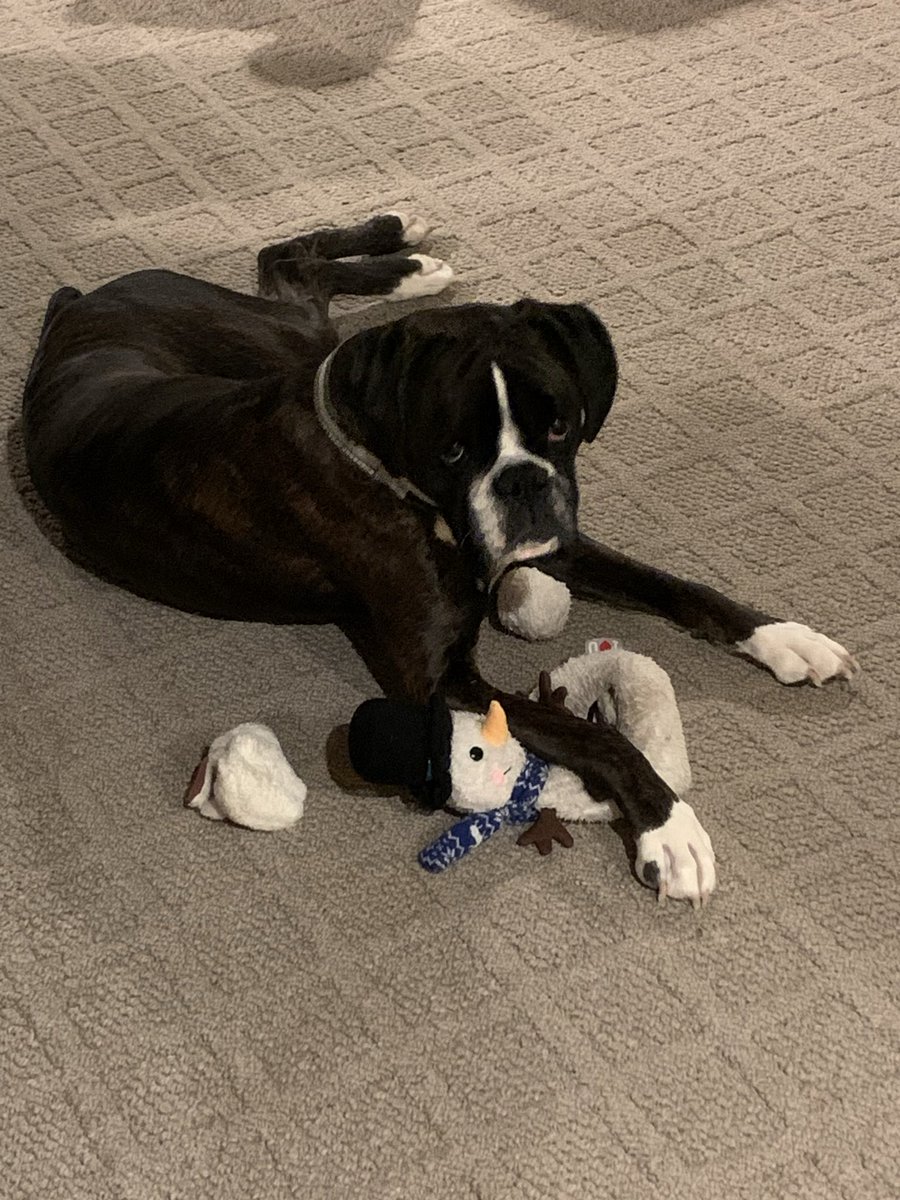 Boxer Stella (RIP Sacha) tweet media