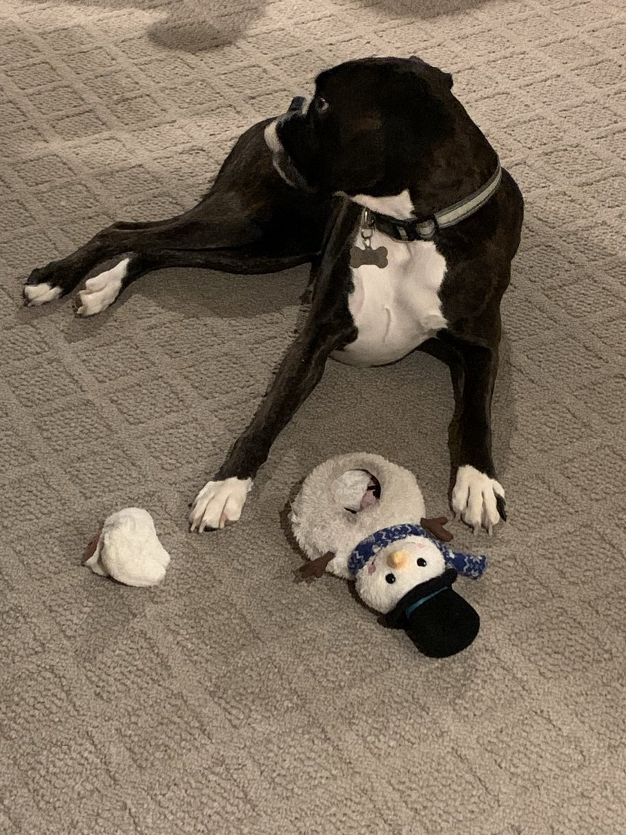 Boxer Stella (RIP Sacha) tweet media