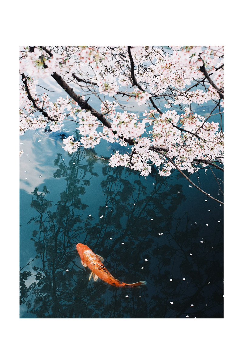 きりまれ tweet media