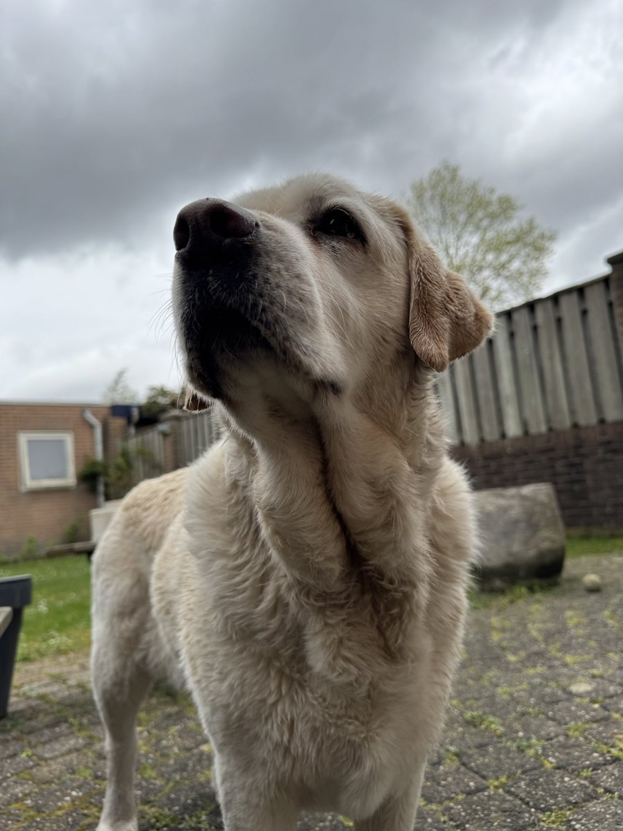 Frank Koken tweet media