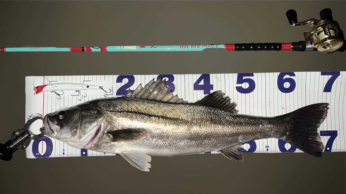 ゆうた tweet media